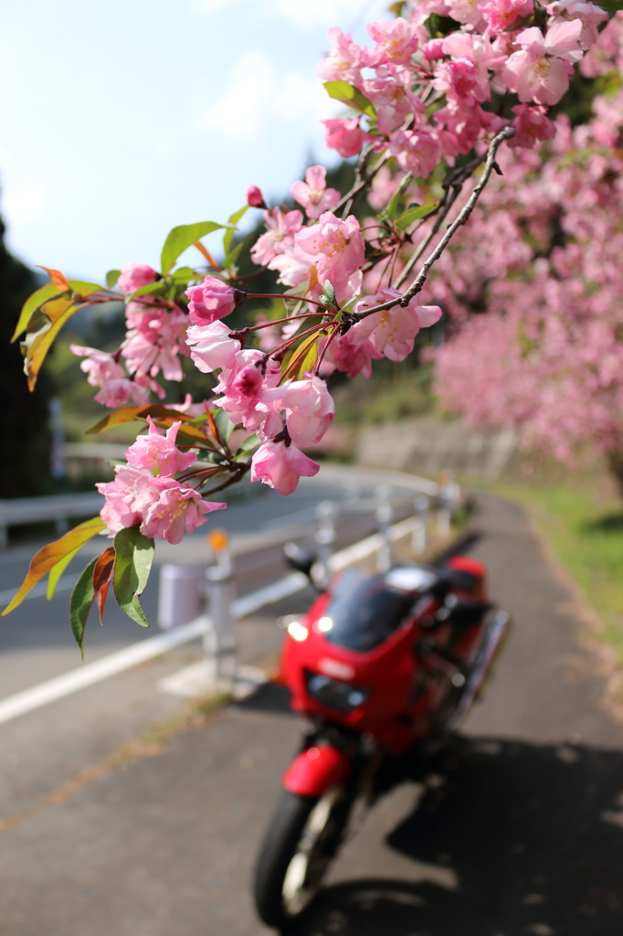 カイドウ街道1