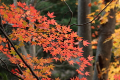 山奥の紅葉1