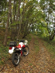 秋の林道2