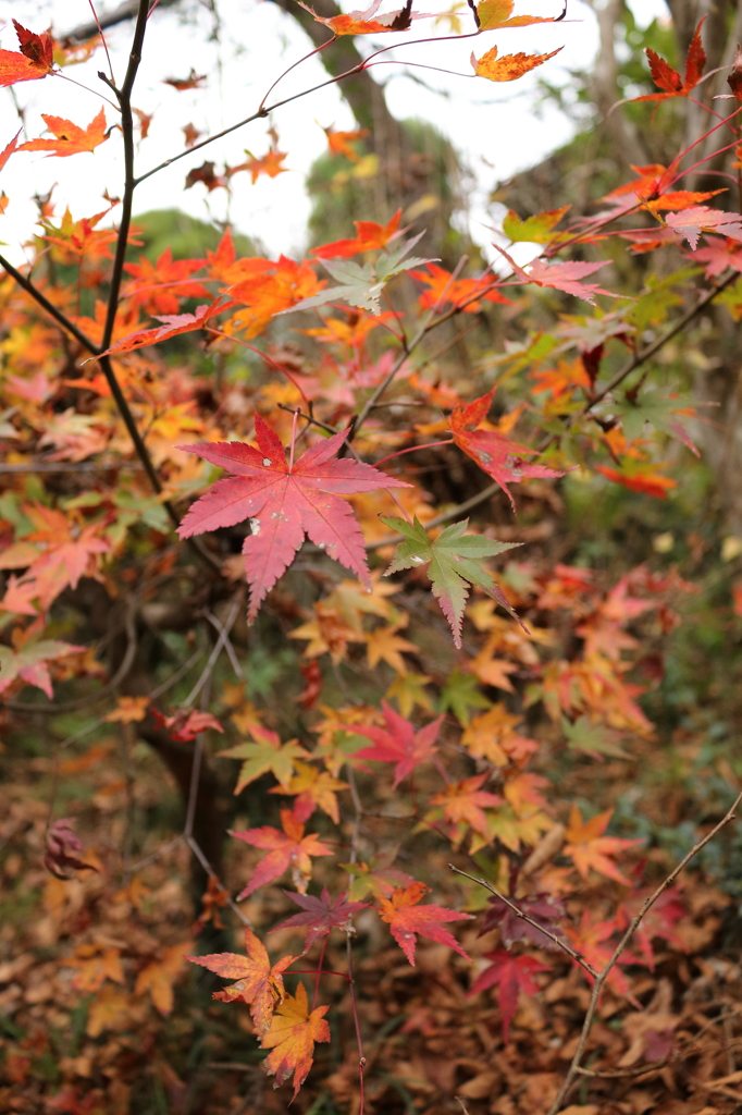 自宅の紅葉2