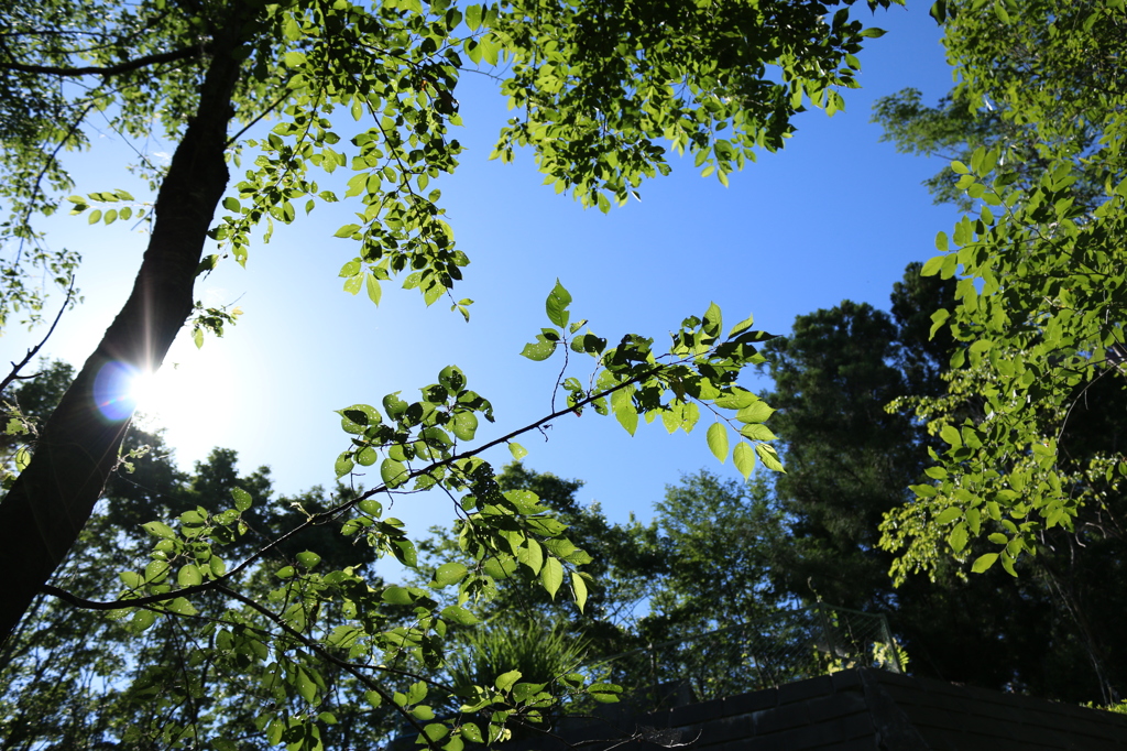 初夏の陽光