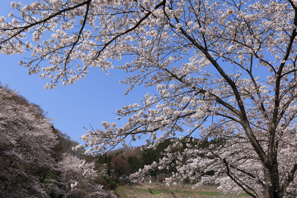 桜巡り2