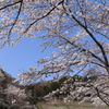 桜巡り2
