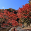 金山志賀坂線の紅葉6