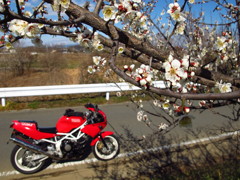 梅花とバイクと2