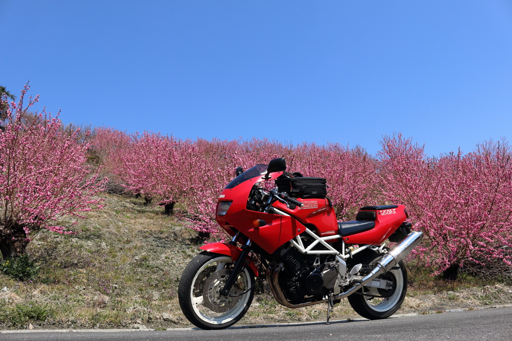 赤いバイクと桃色の花