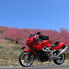 赤いバイクと桃色の花