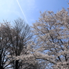 桜巡り11