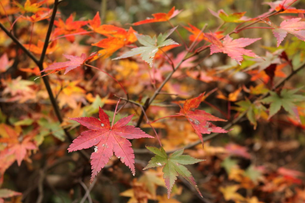 自宅の紅葉3