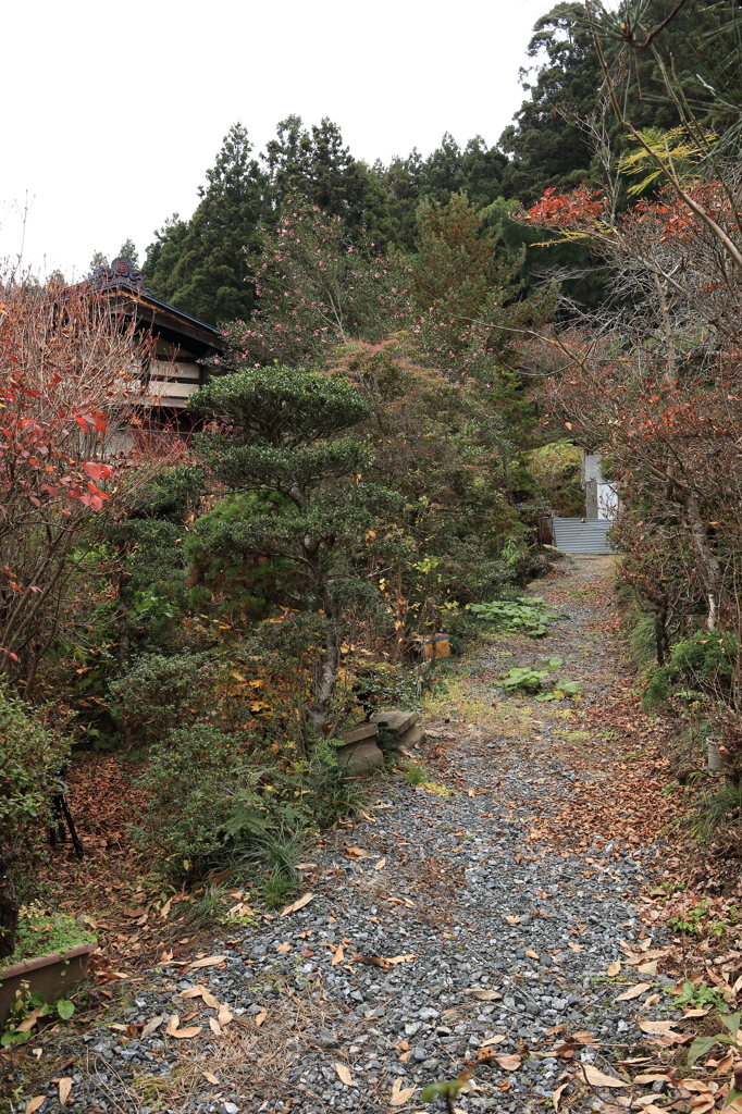 自宅の庭傍の植木