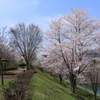桜巡り9