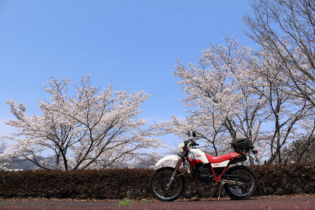桜巡り13