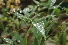 雨上がりの水玉1