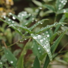 雨上がりの水玉1