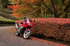 紅葉とバイク5