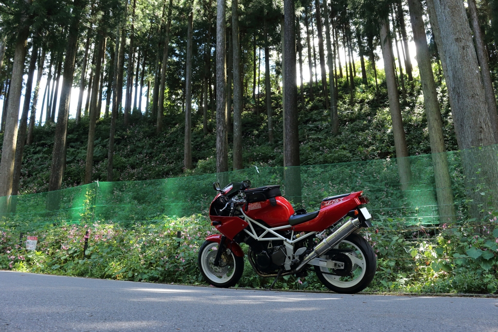 秋海棠とバイク