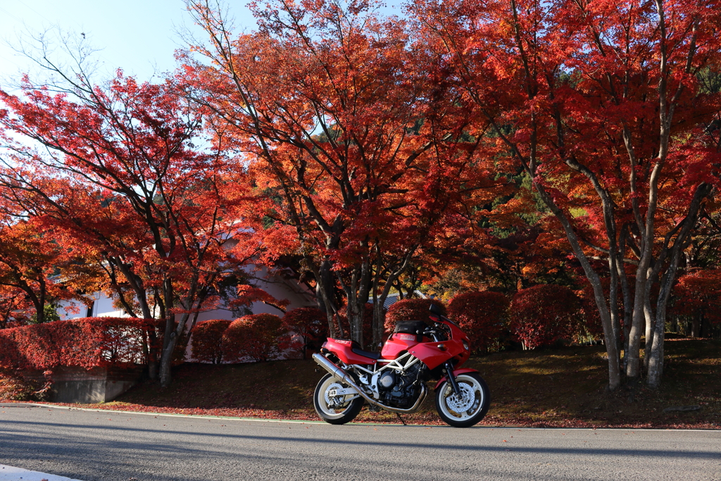 紅葉とバイクと2