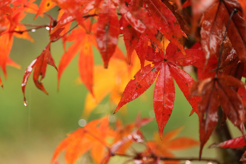 雨の紅葉2