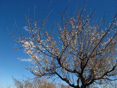 梅花と青天