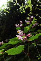 裏庭の秋海棠1