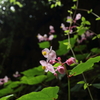 裏庭の秋海棠1