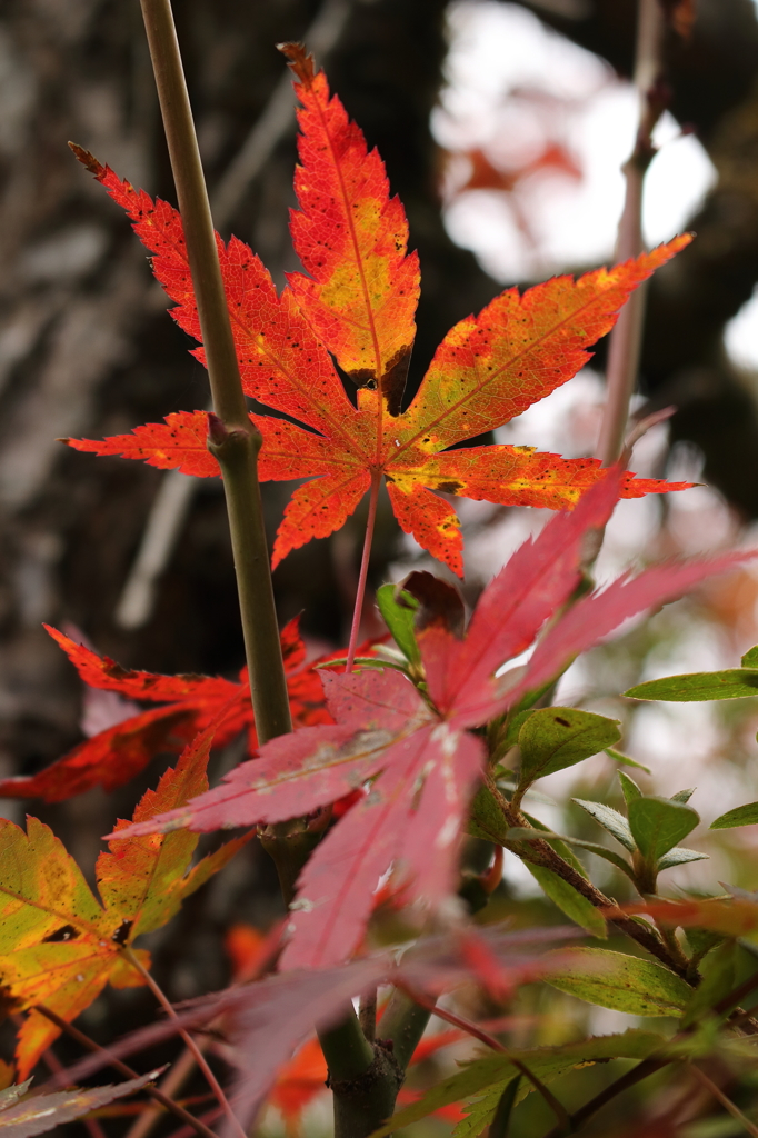 自宅の紅葉4