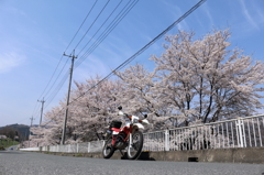 桜巡り6