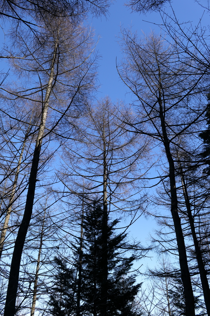 城峯の木々