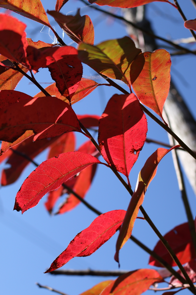 青空と真紅の葉2