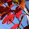 青空と真紅の葉2