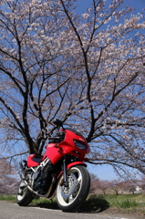 桜の木の元で2