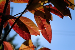 木漏れ日の紅葉