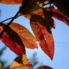 木漏れ日の紅葉