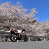 桜とバイク1