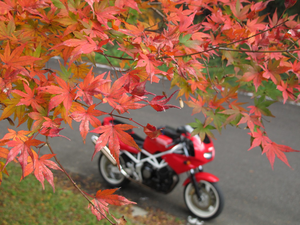 晩秋の紅葉と1