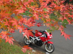 晩秋の紅葉と1