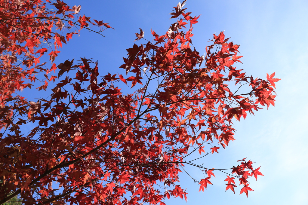 紅葉と青天と