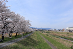 児玉千本桜1