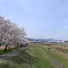 児玉千本桜1