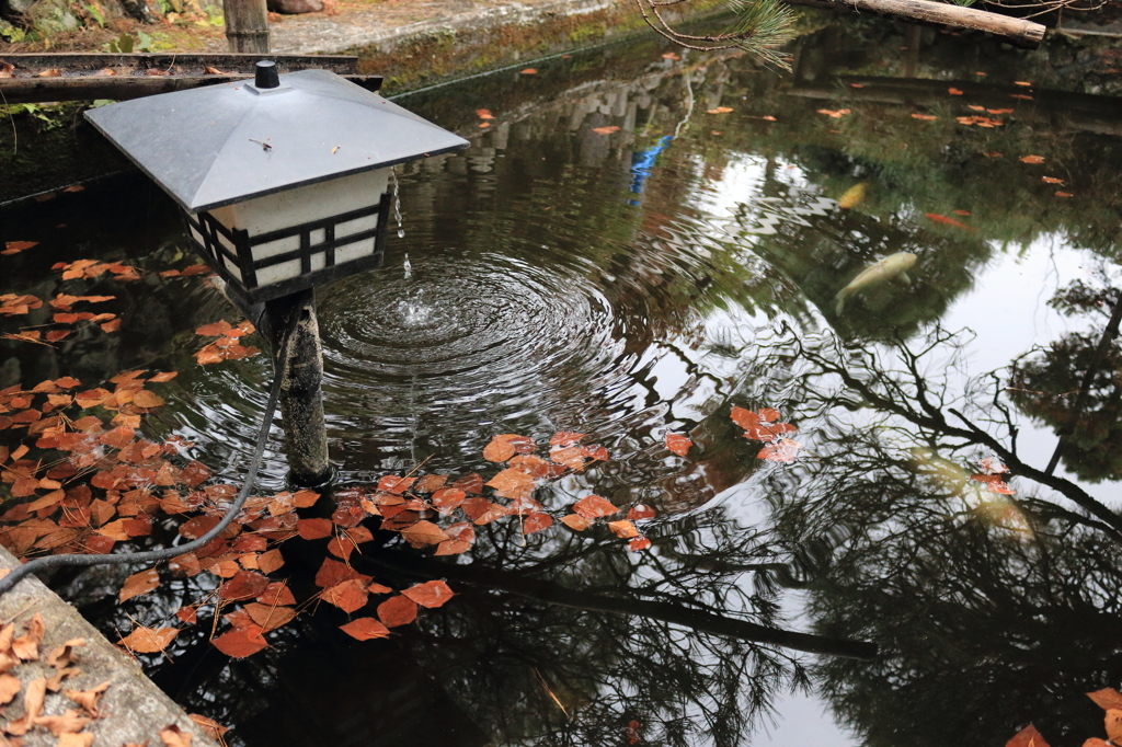 自宅の池