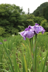 花菖蒲