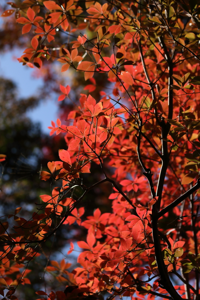 秋の彩り9
