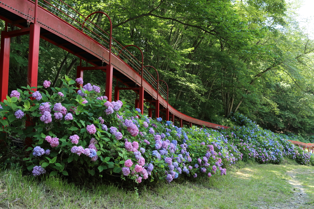 紫陽花1