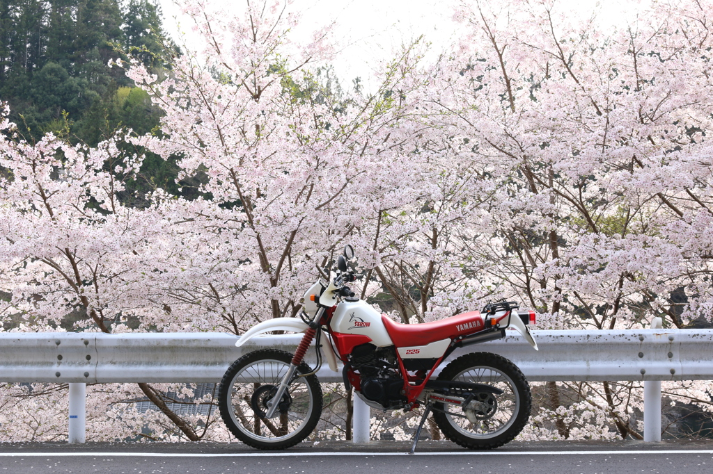 桜とカモシカ(セロー225)