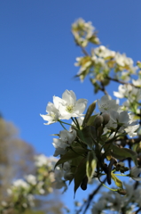 ヤマナシの花