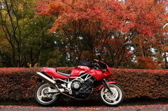紅葉とバイク4