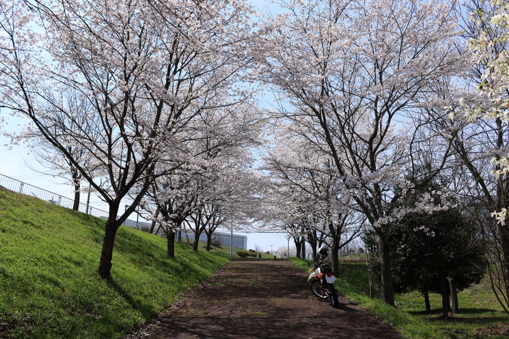 桜巡り14