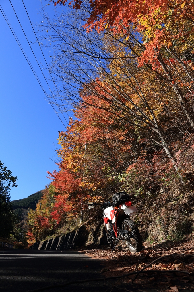 秩父市大滝・大血川林道にて1