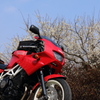 バイクと梅花2