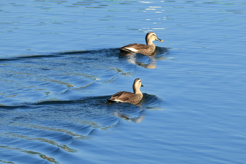 池の鳥たち